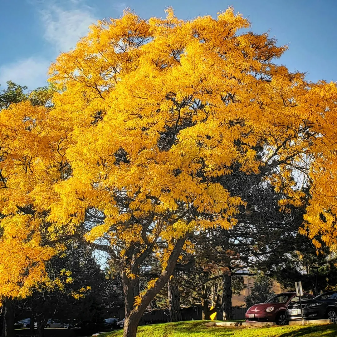 A maple in full fall colour in Barrie